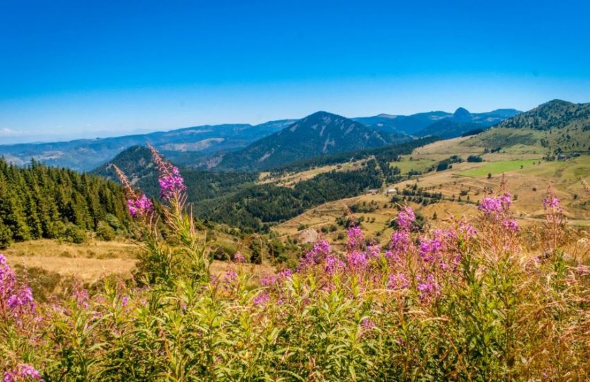 Paysage verdoyant en pleine nature en Auvergne