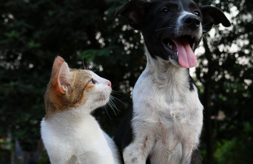 Un chat qui regarde un chien