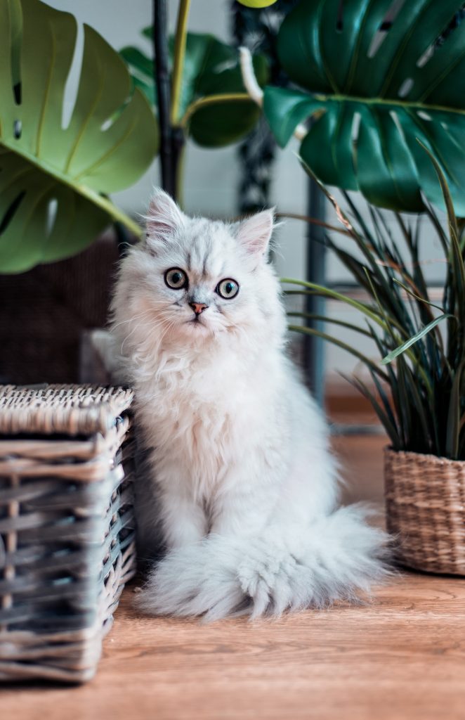 chat blanc à poils longs et aux yeux verts assis à côté de plantes et de paniers