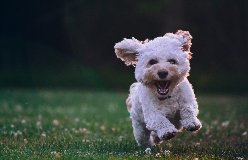 petit chien blanc qui court dans l'herbe