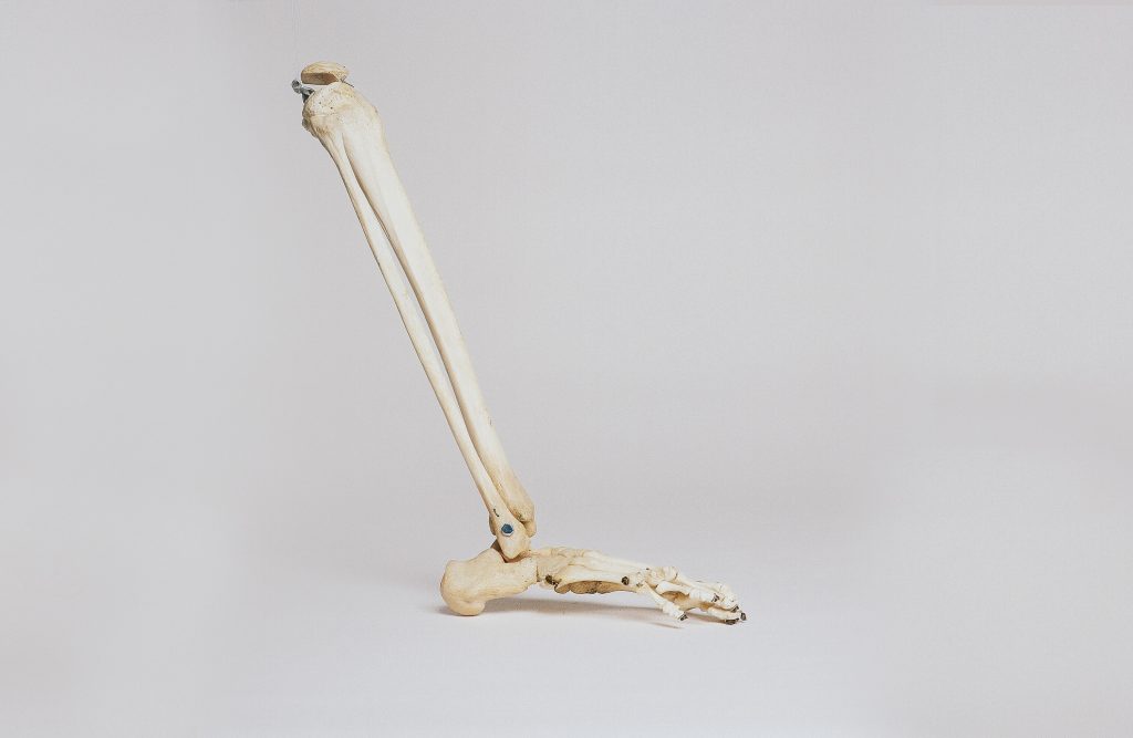 les os de la jambe