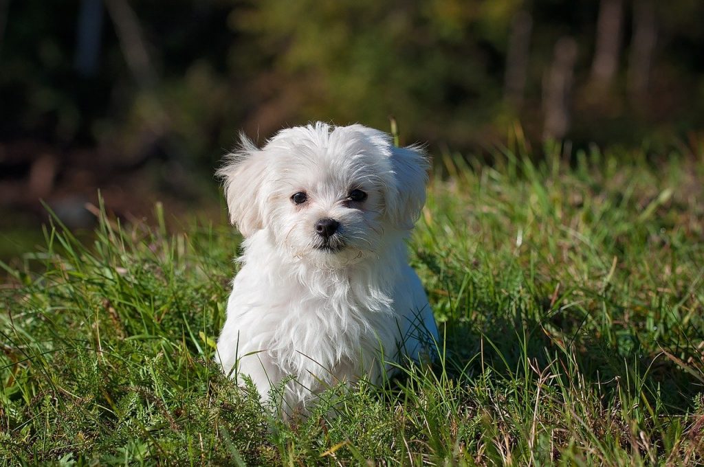 petit chien blanc couché dans l'herbe