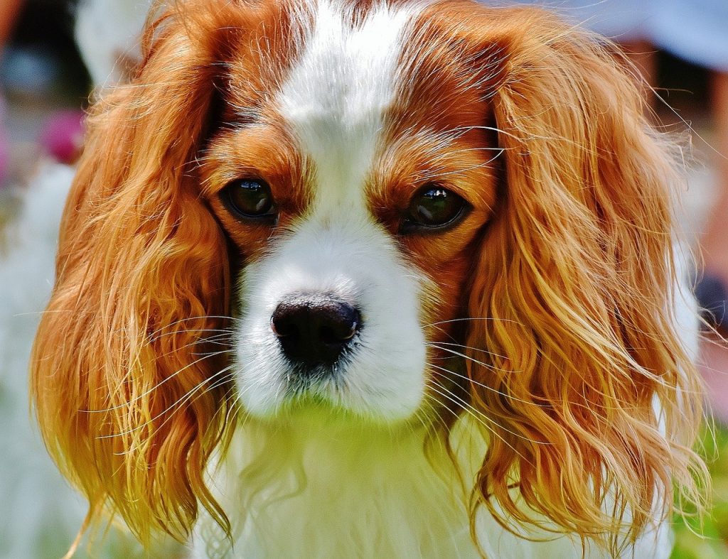 cavalier King Charles