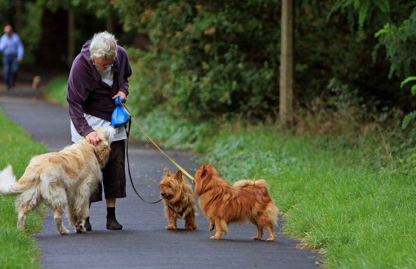 femme âgée qui tient trois chiens en laisse