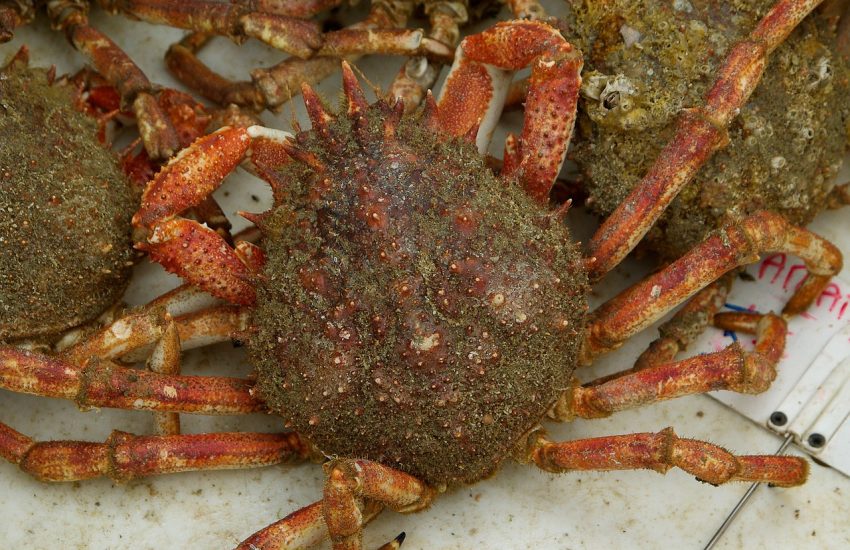 araignée de mer sur table